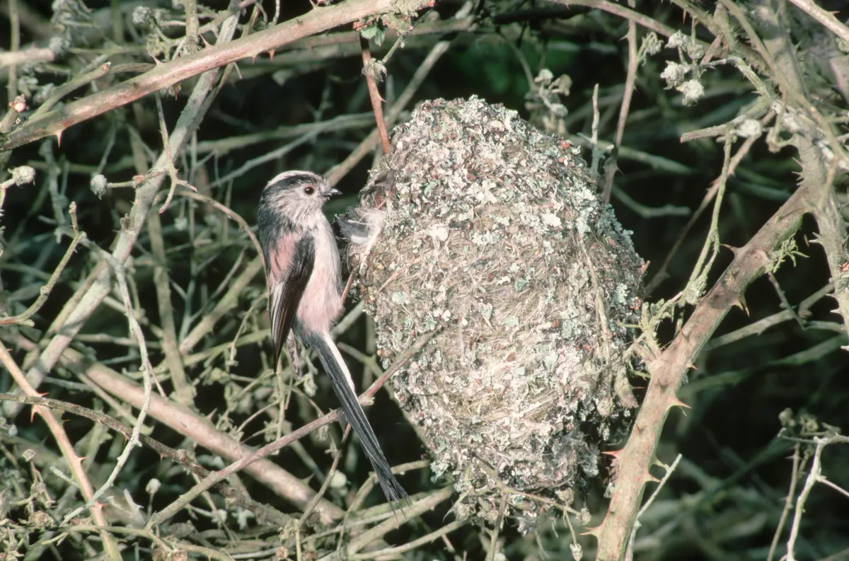 Long-tailed tit at nest