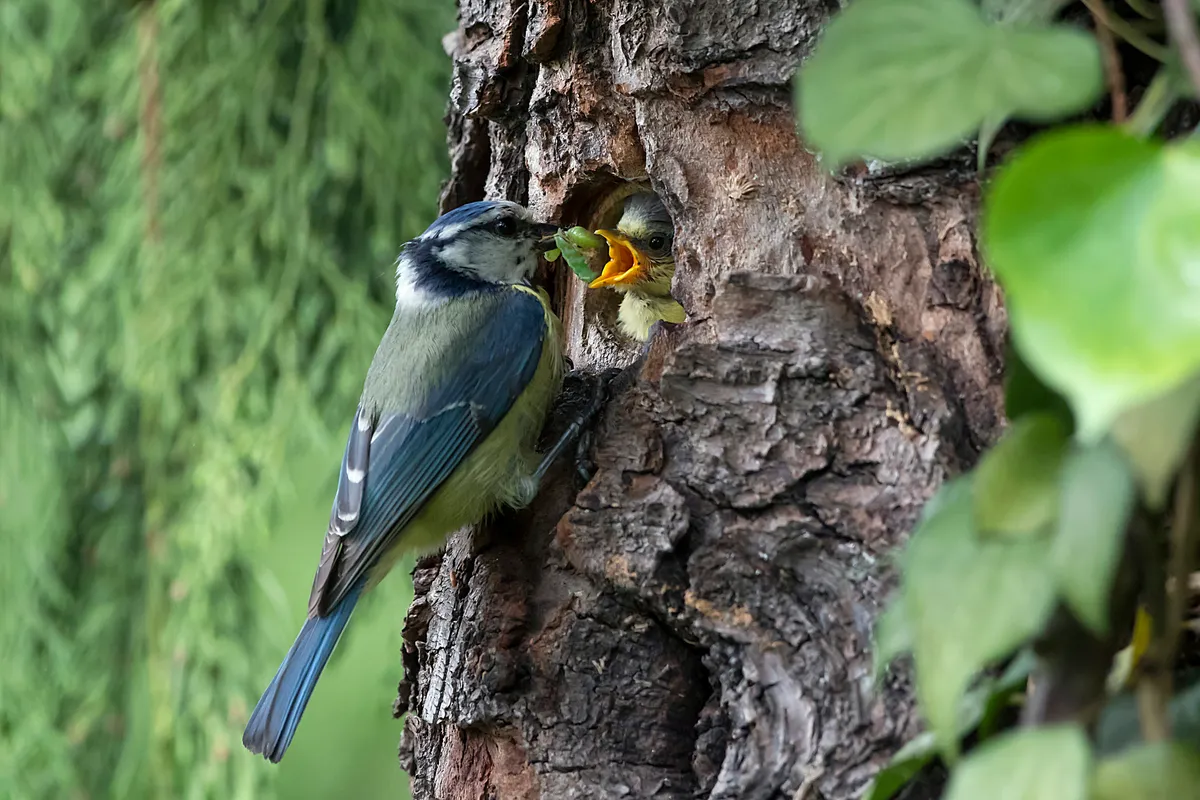 Blue Tit (Cyanistes caeruleus), Adult with larva in nest feeding a chick in spring