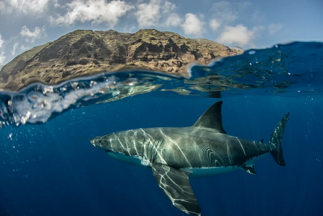 How to avoid a shark attack - Discover Wildlife