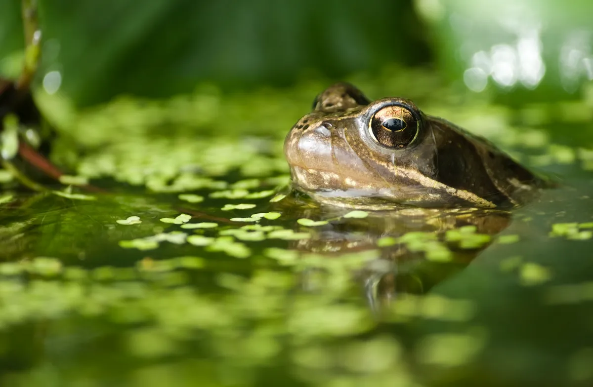 A common frog in a garden pond, just poking its head above the water.