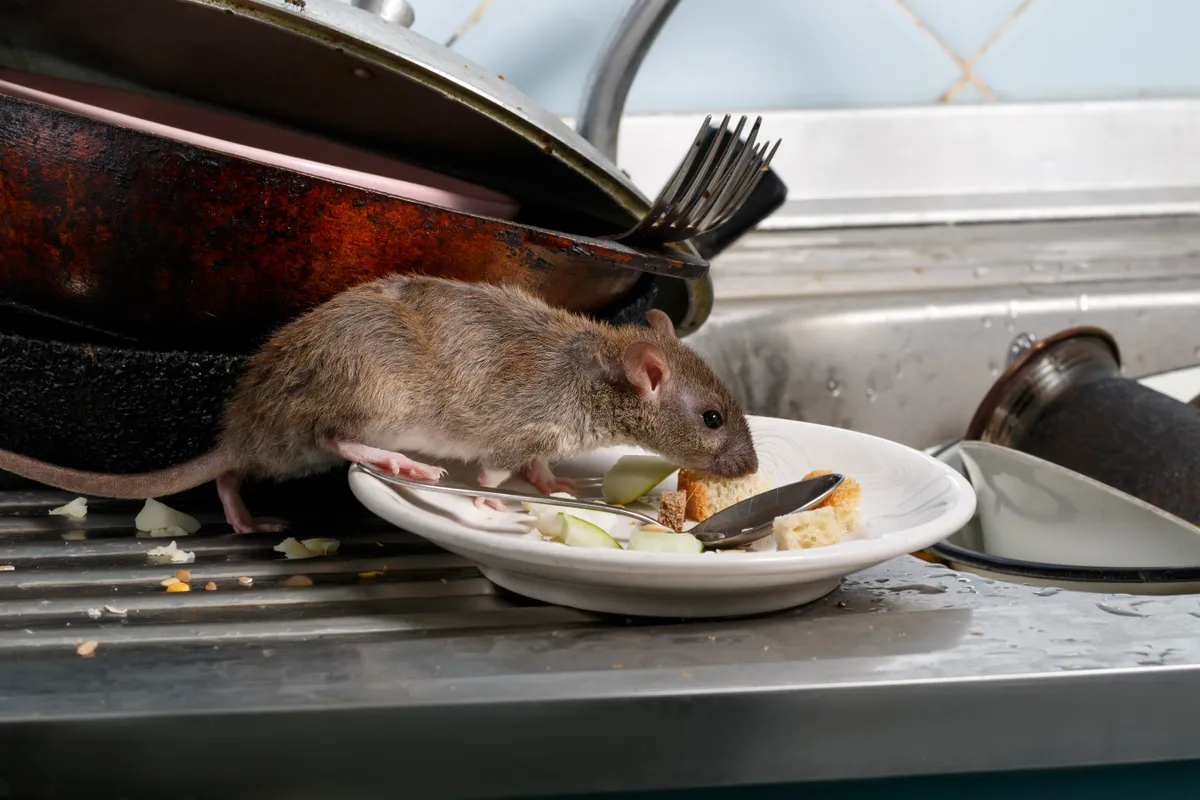 A brown rat sniffs leftovers on a plate in the kitchen