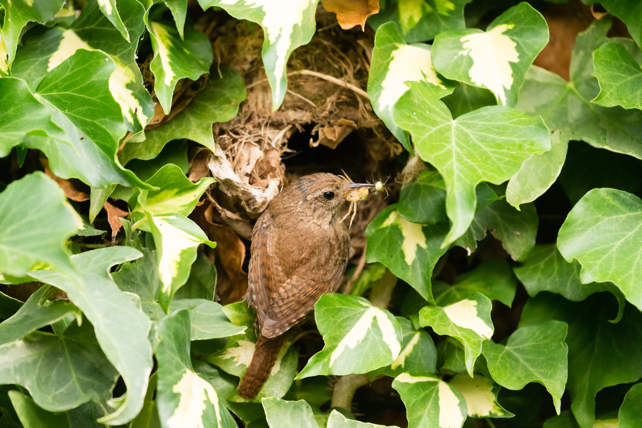 A guide to bird nests: how, where and why birds make nests - Discover  Wildlife