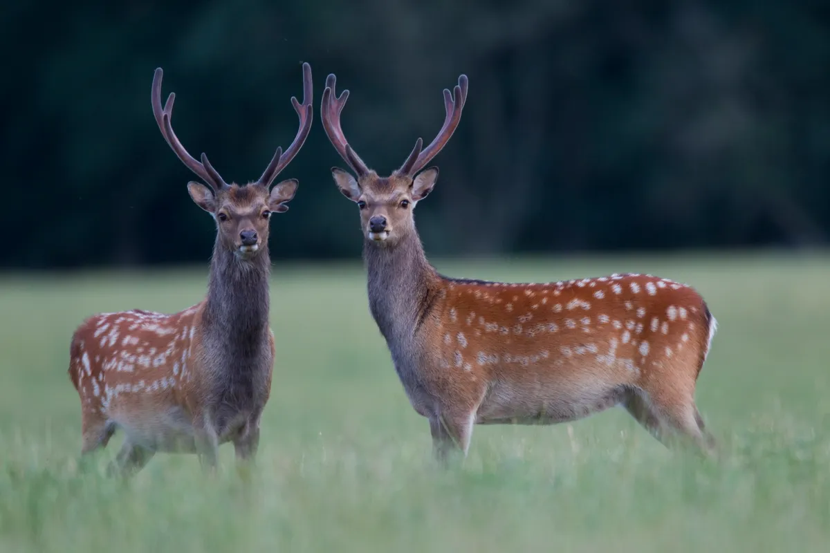 Two sika deer stags with velvet antlers