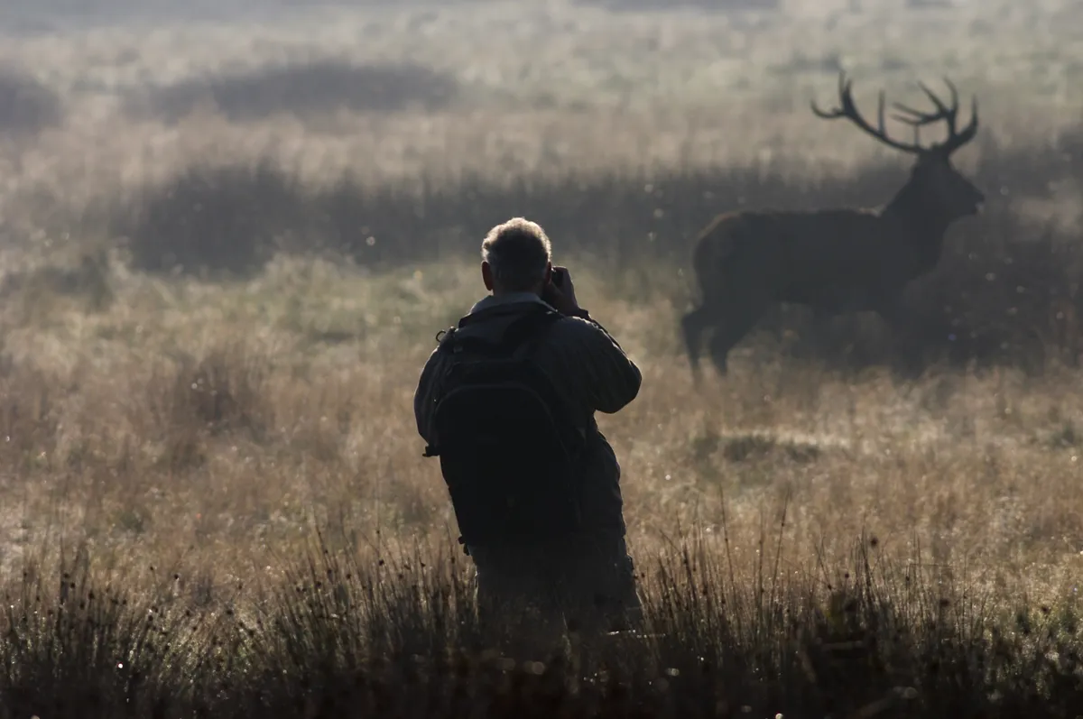 Photographer shooting a red deer stag