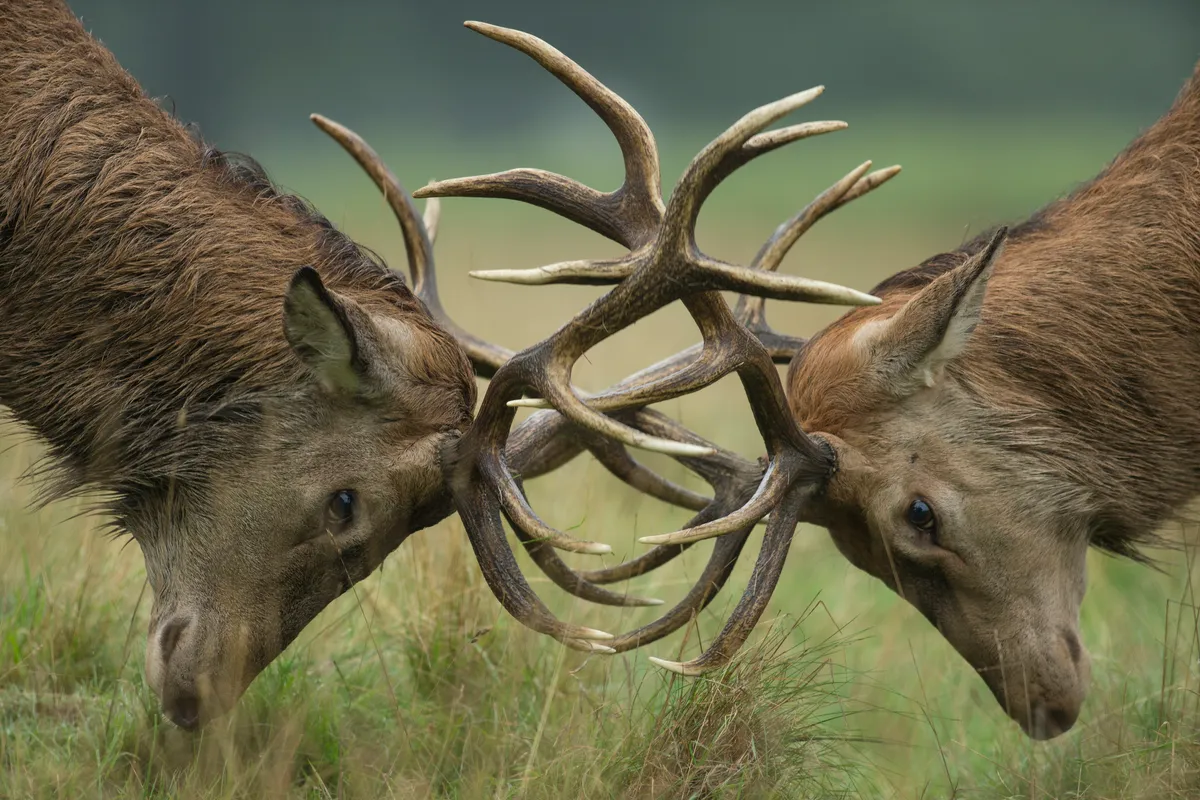 Red deer stags (Cervus elaphus) locking antlers during the rutting season