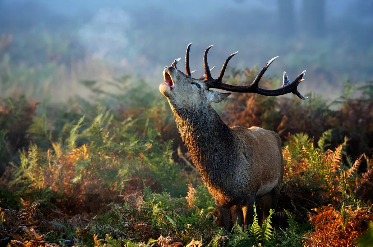 A large red deer stag one early misty morning calling to the females