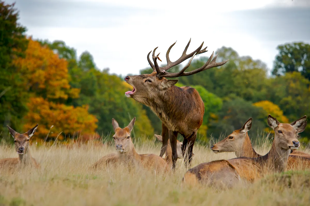 Red Deer stag bellowing while surrounded by his harem of females
