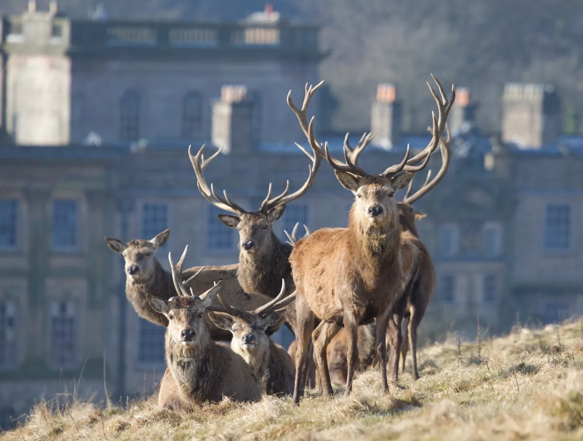 Red deer stags in front of the publicly owned historic property of Lyme Park in the UK.