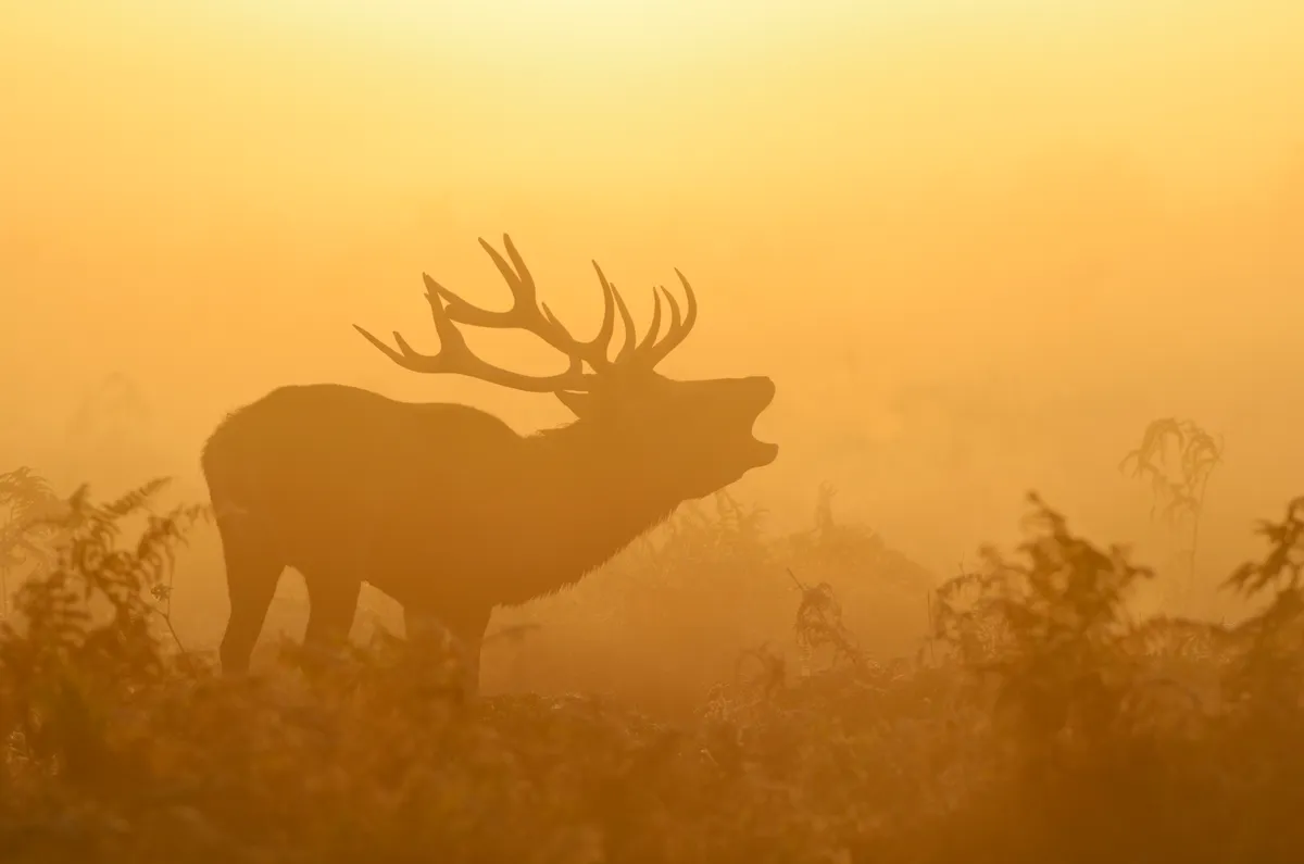 Red deer stag (Cervus elaphus) bellowing in mist at sunrise