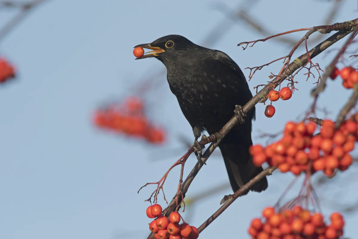 Male blackbird. © David Tipling/Education Images/Universal Images Group/Getty