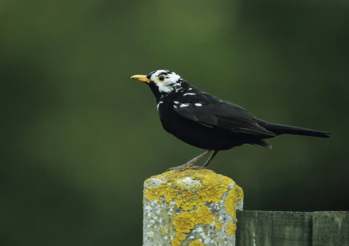 A male blackbird with leucism. © Tim Oram/Getty