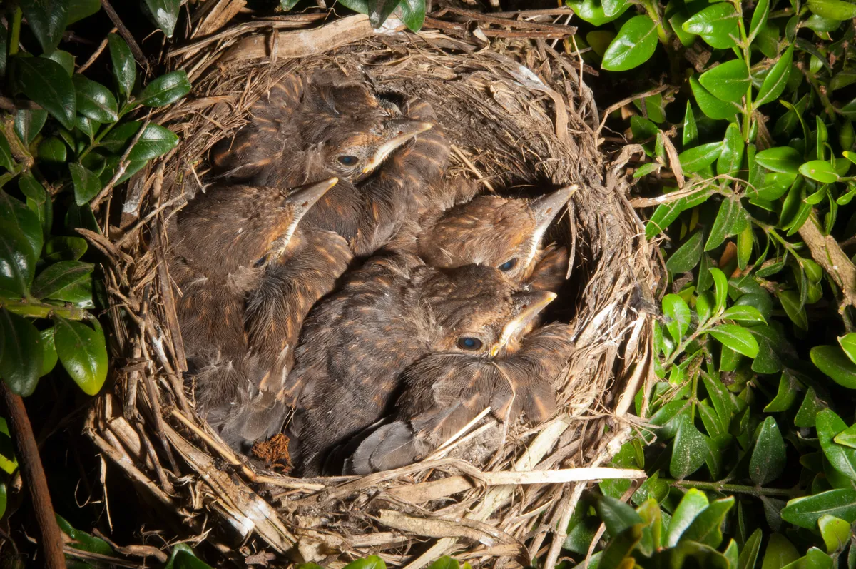 Blackbird chicks inside a nest. © Tim Oram/Getty