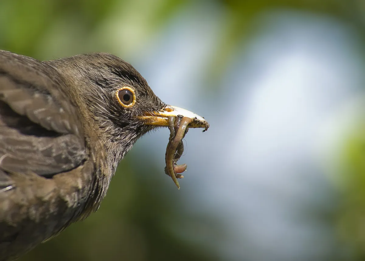 Female blackbird with a worm. © Blackpool College/Getty