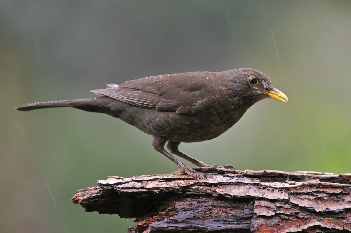 Female blackbird. © Arterra/Universal Images Group/Getty