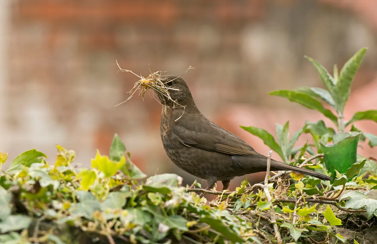 A female blackbird with nesting material in its beak. © Steve Young/Getty