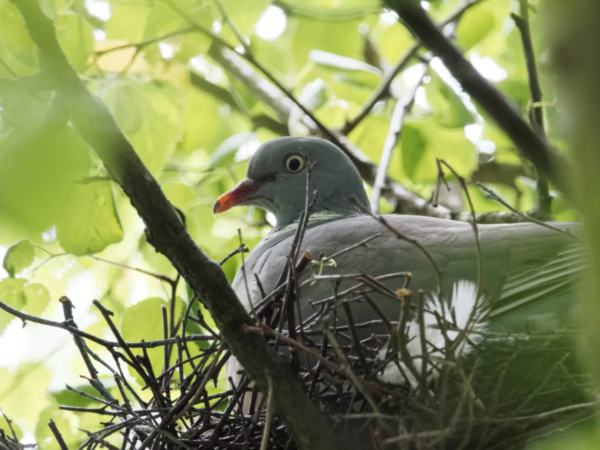 A woodpigeon sat on its nest high up in a tree. © Chris Rogers/Getty