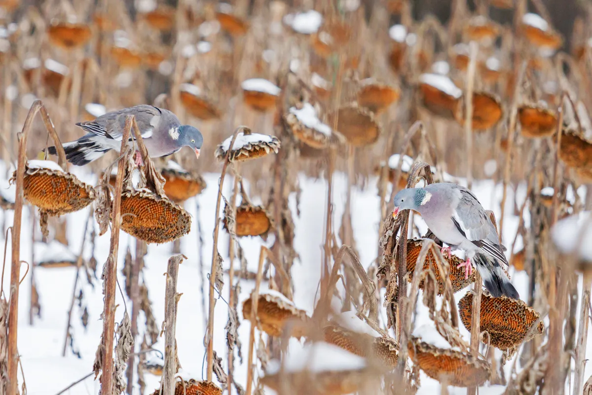 Woodpigeons feeding on sunflower seeds in winter, in The Netherlands. © Getty