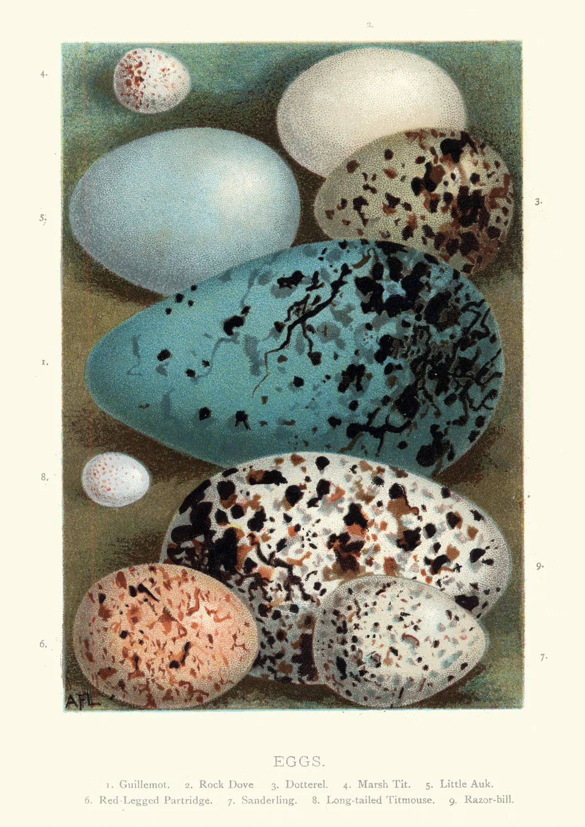 Vintage illustration of wild birds eggs: guillemot, rock dove, dotterel, marsh tit, little auk, red-legged partridge, sanderling, long-tailed tit, razorbill. © Getty