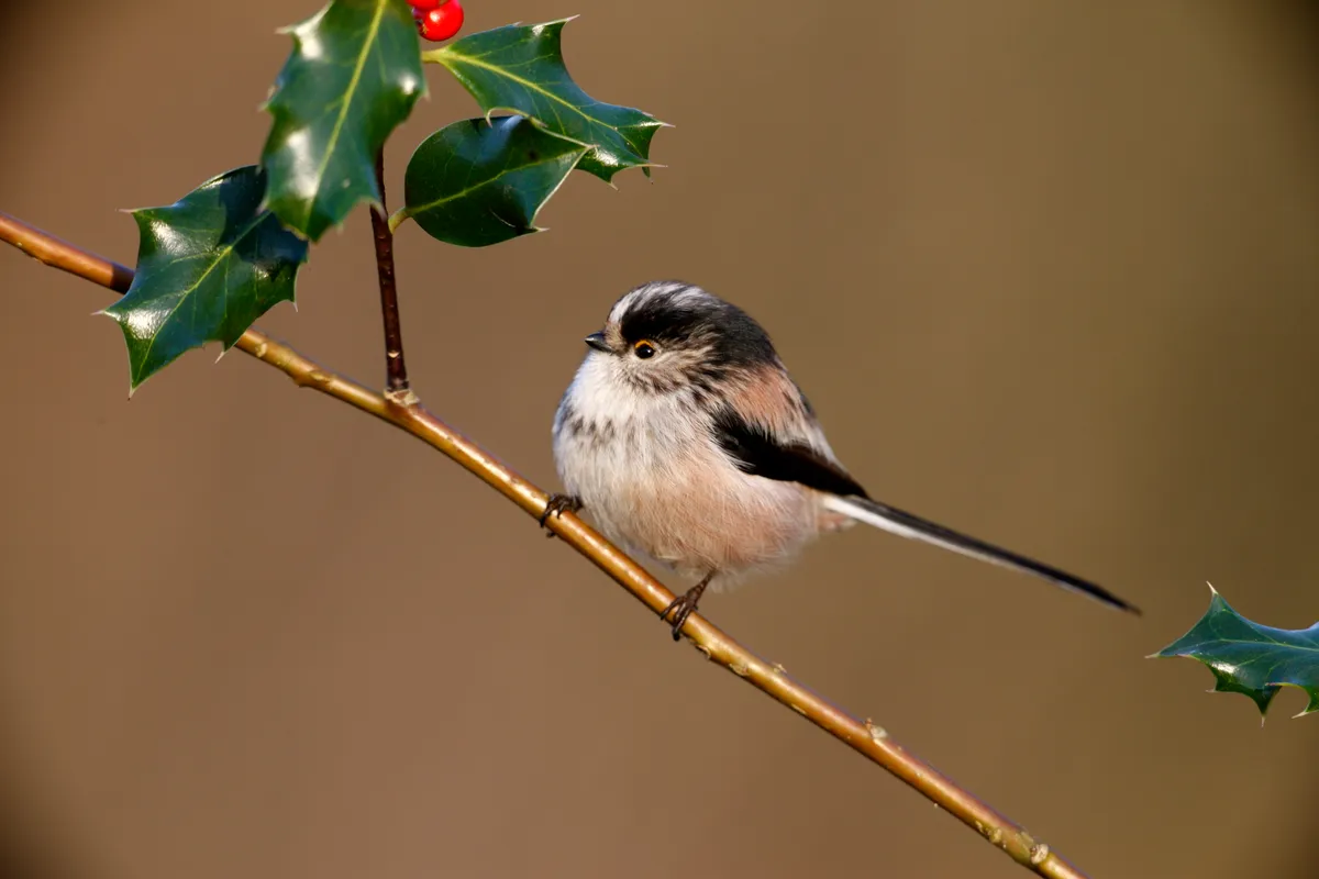 Long tailed tit on holly in winter, in the Midlands, UK. © Mike Lane/Getty