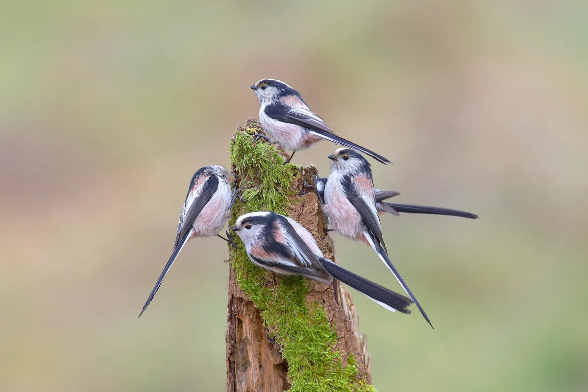 A troop of long-tailed tits on a mossy tree trunk in Germany. © imageBROKER/Friedhelm Adam/Getty