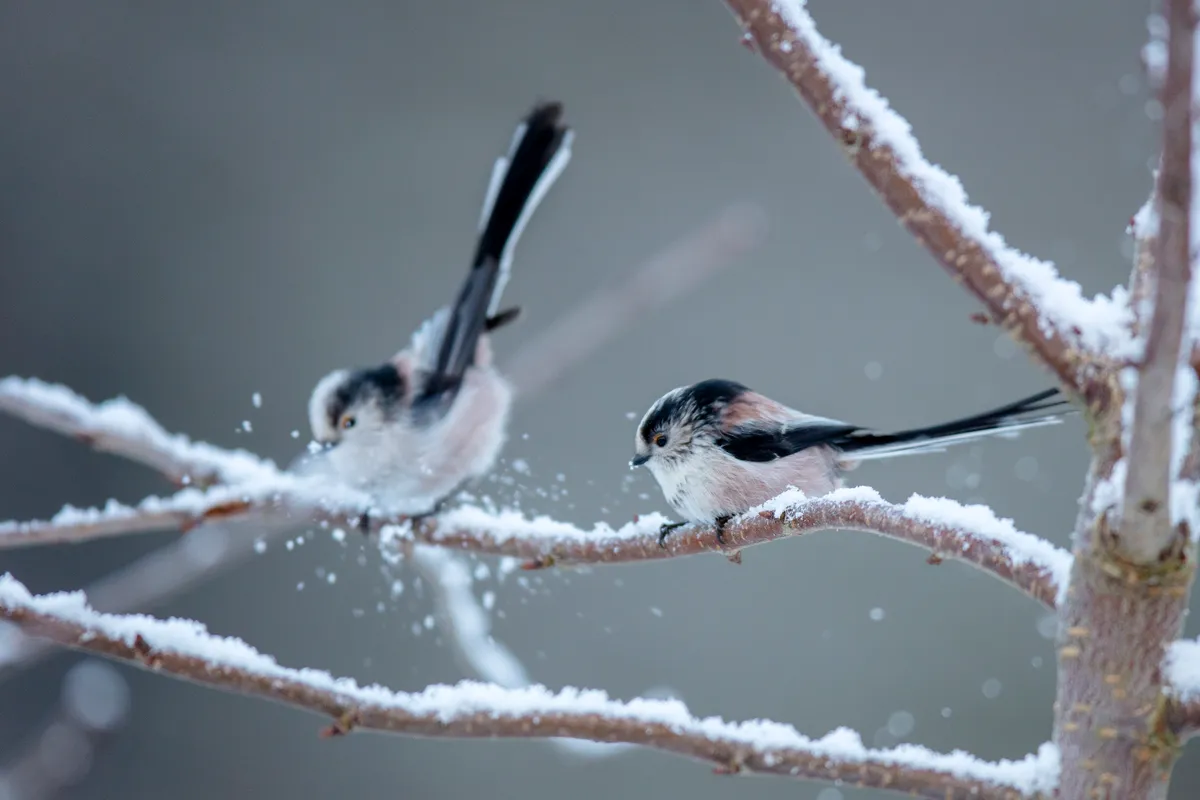 Long-tailed tits on a winter branch, Durham, UK. © Andrew Howe/Getty
