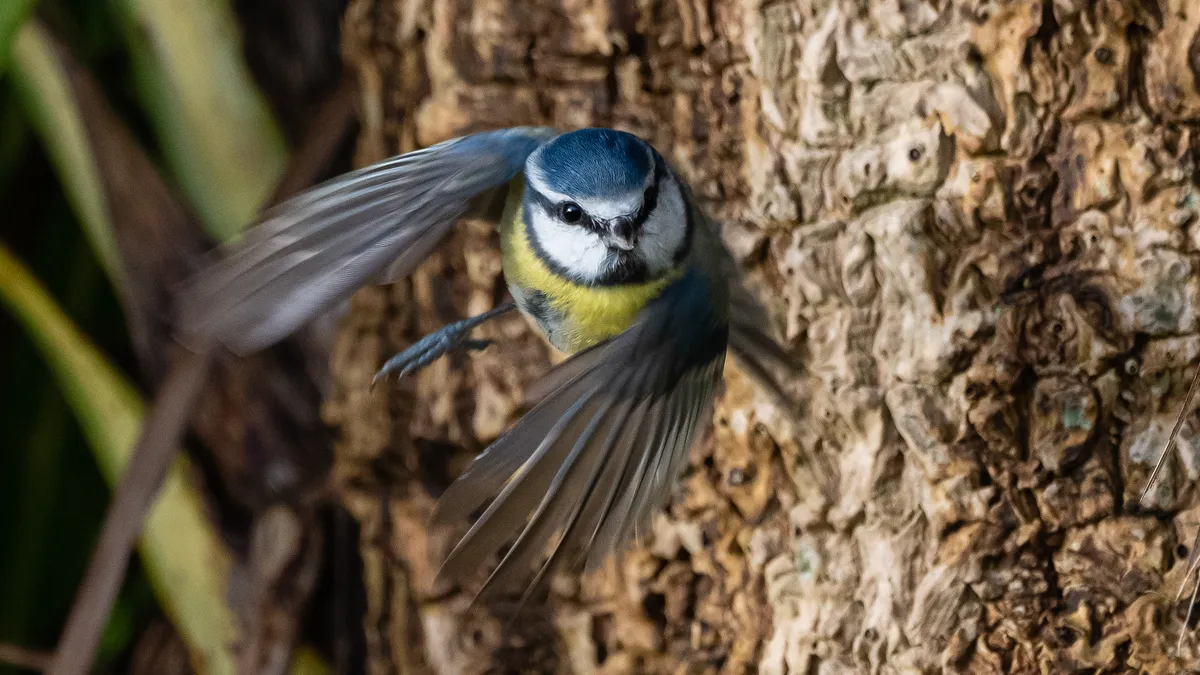 Blue tit in flight. © Philip Croft/BTO