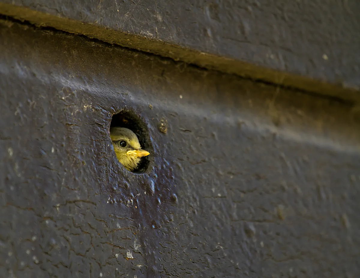 A young blue tit looks out of a nestbox. © Philip Croft/BTO
