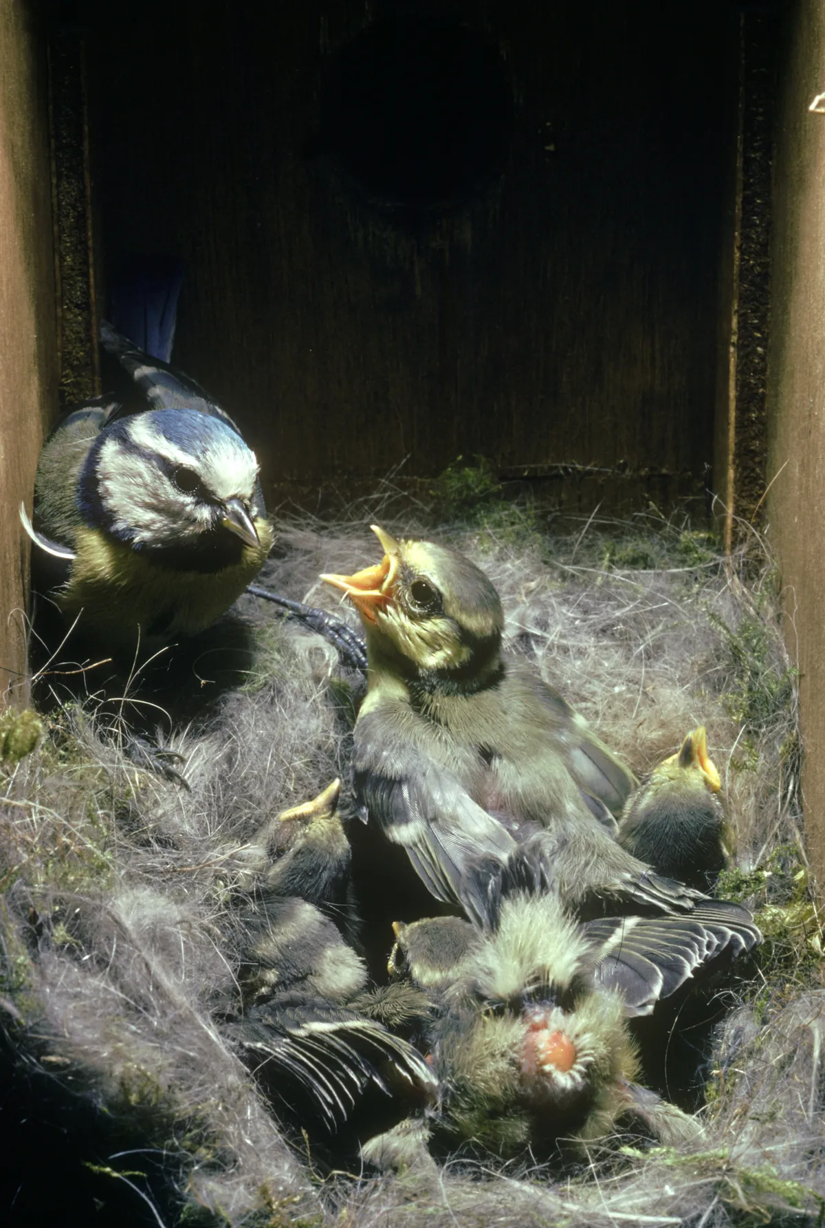 Adult blue tit (Parus caeruleus) feeding 14-15 day old chicks in nest box