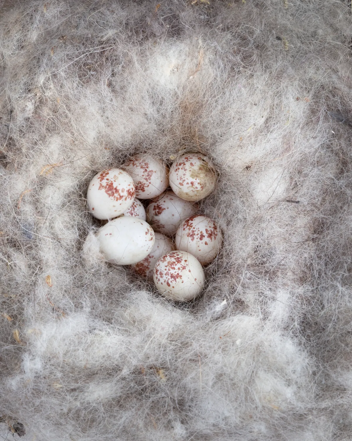 Clutch of blue tit eggs in the nest