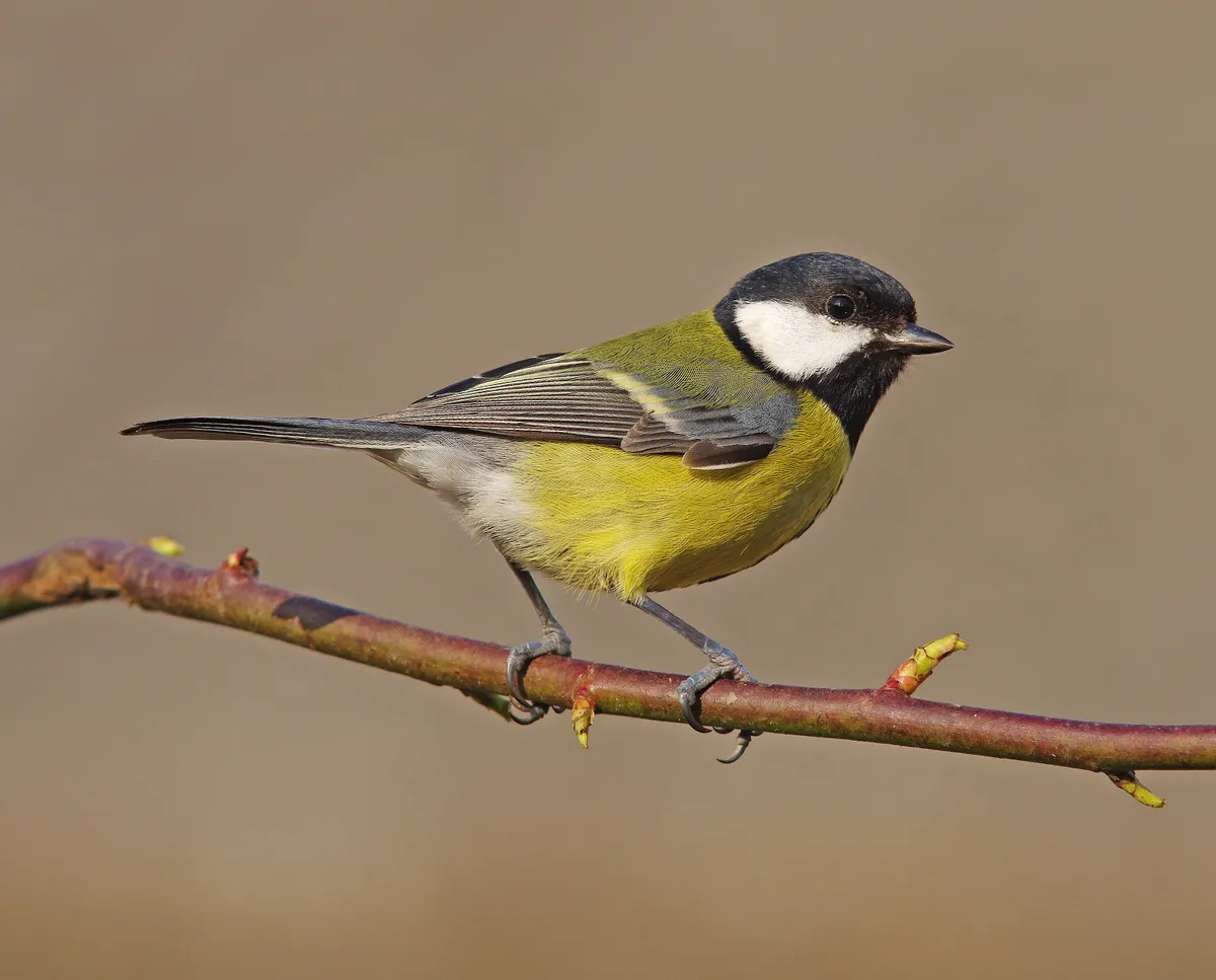 A great tit perched on a small branch in Wiltshire, UK. © Gary Chalker/Getty