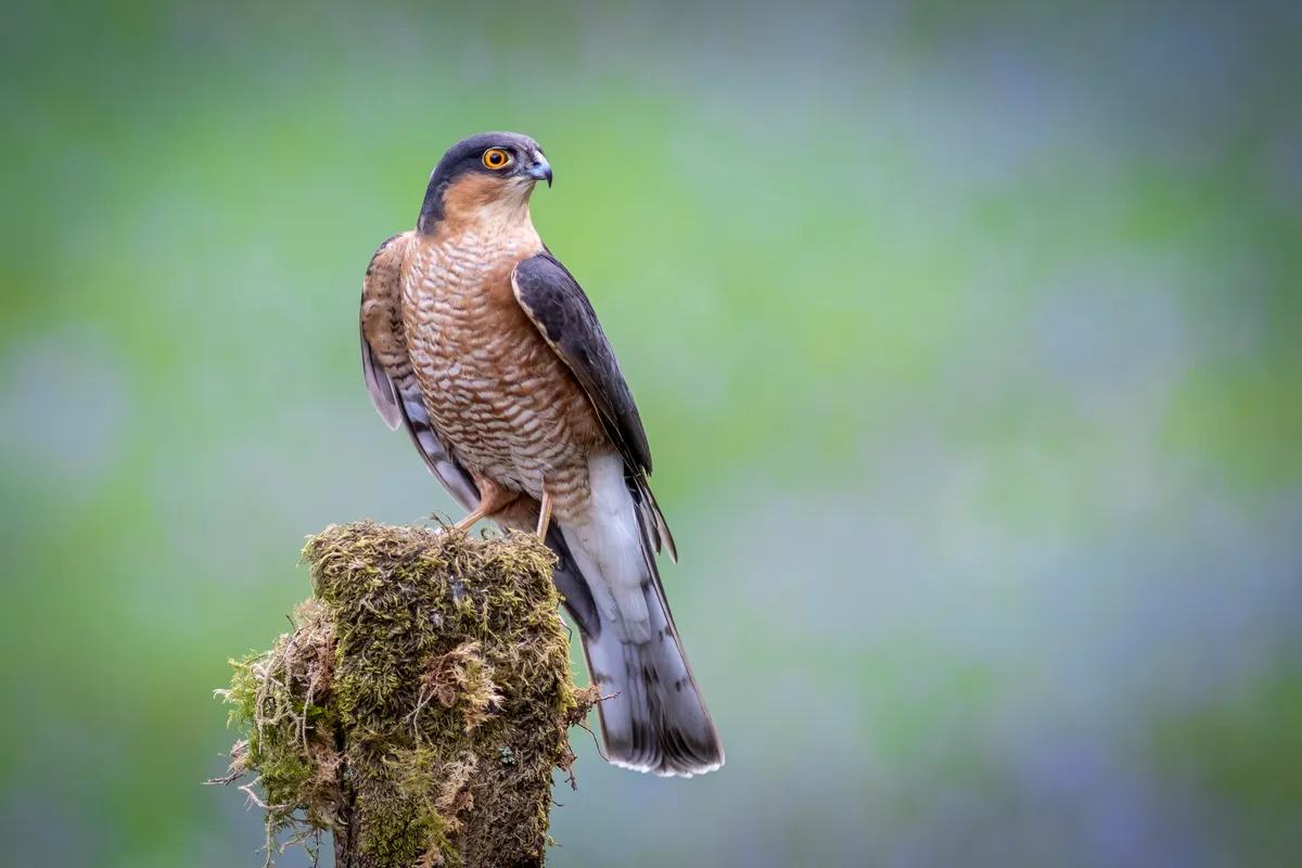 A male sparrowhawk perches on a tree stump. © Alan Tunnicliffe Photography/Getty