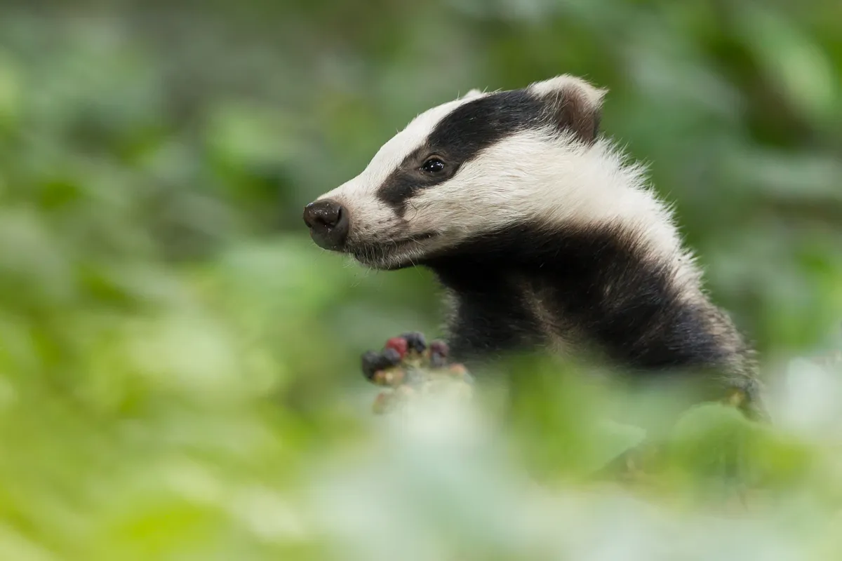 A badger taking a look around its forest home