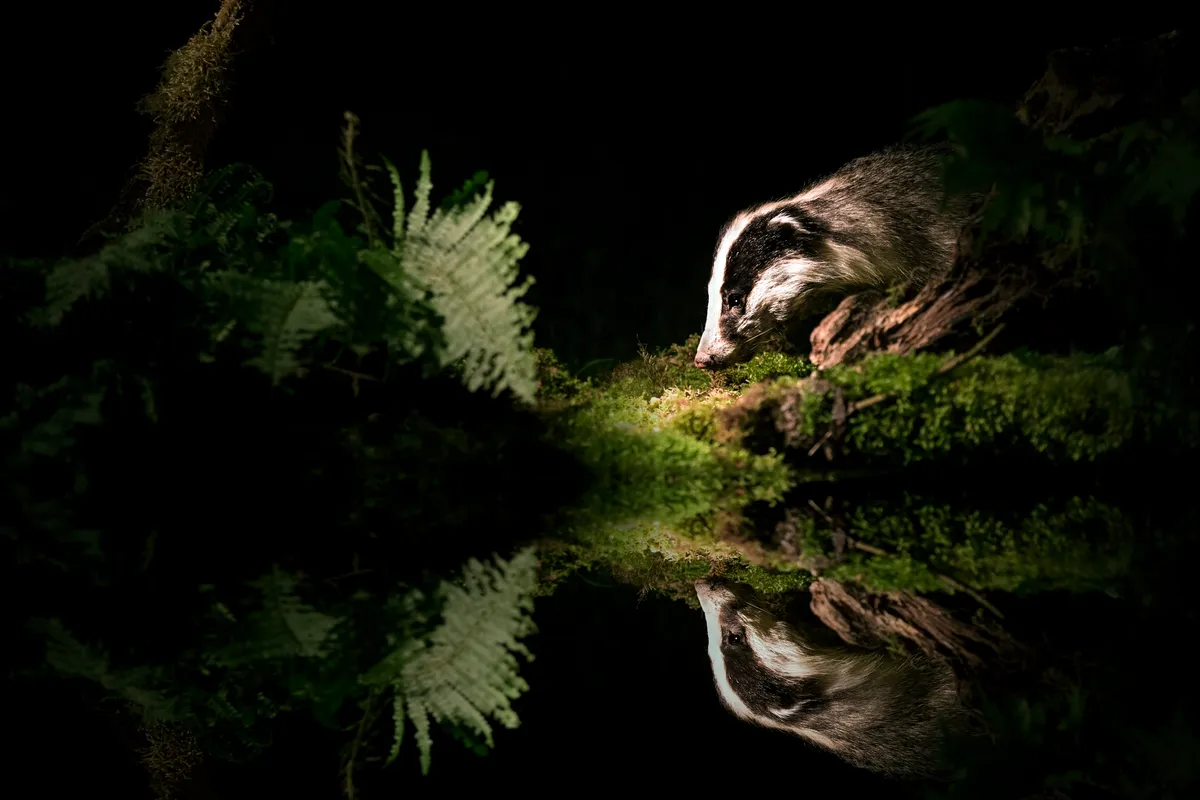 Badger coming down to a pond to drink at night.