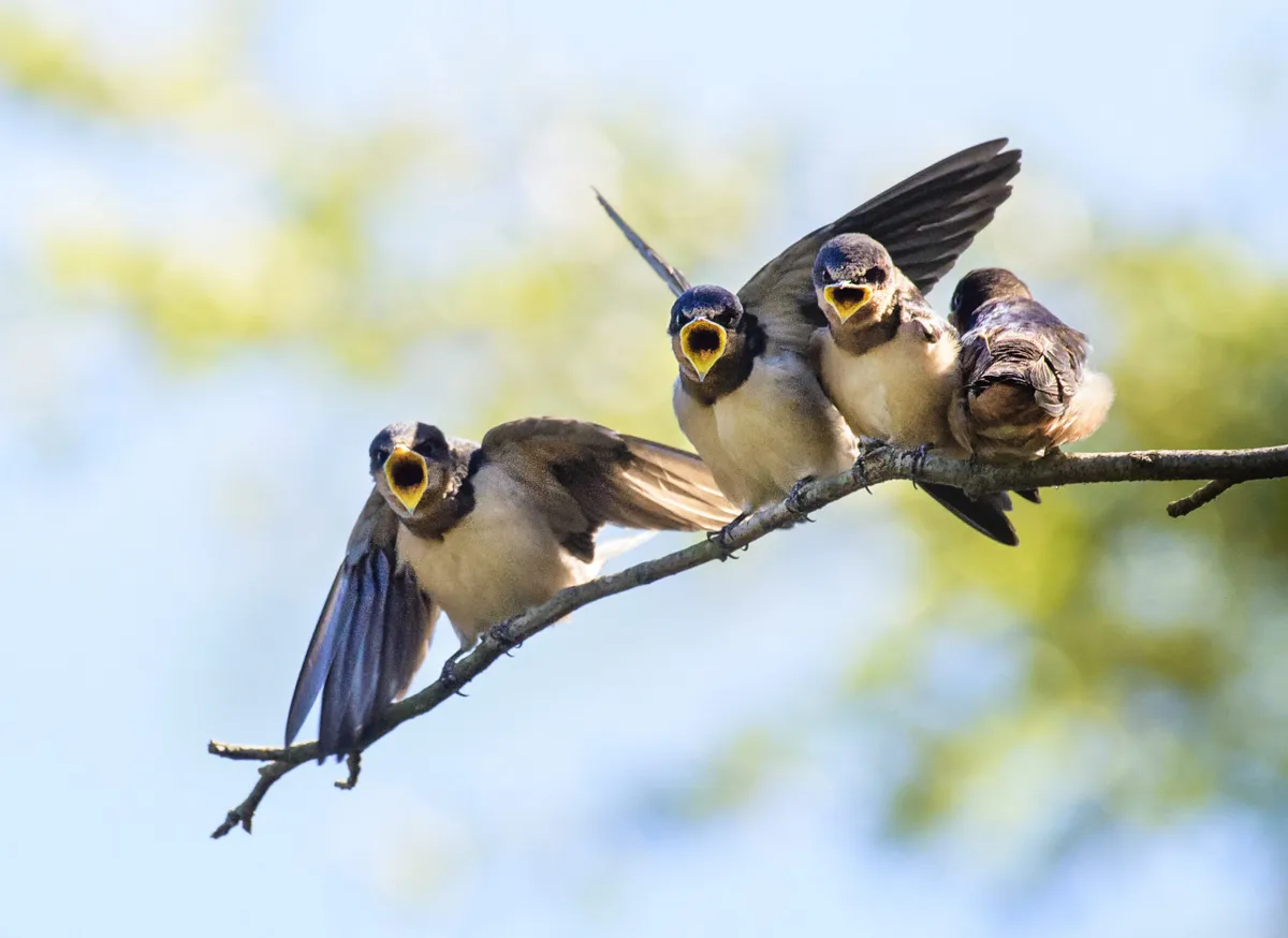 Close up of four Barn Swallow Chicks waiting to be fed at Bayard Cutting Arboretum, Long Island, NY., Getty