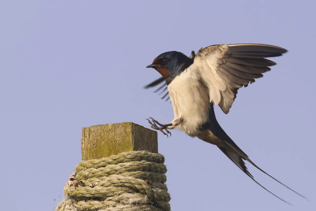 Barn Swallow (Hirundo rustica) landing, Getty