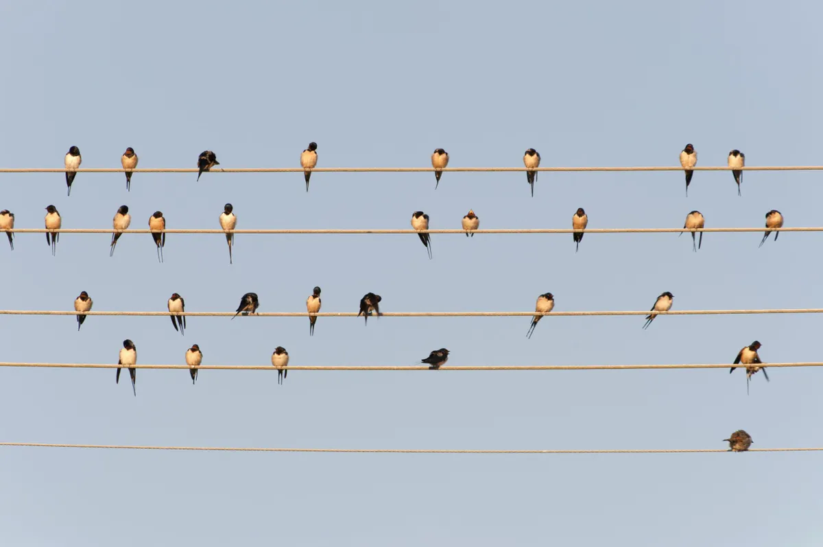 A flock of barn swallows (Hirundo rustica) on a power line, Seefelden near Unteruhldingen, Lake Constance, Germany