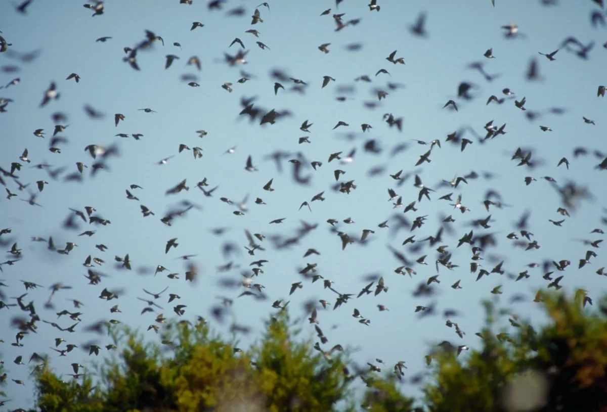 Migrating swallows fly up to 200 miles a day/Credit: Getty Images