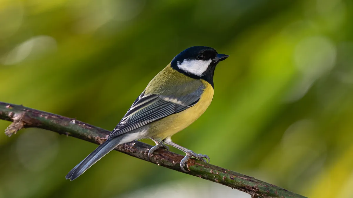 A great tit perched on a branch. © Philip Croft/Getty