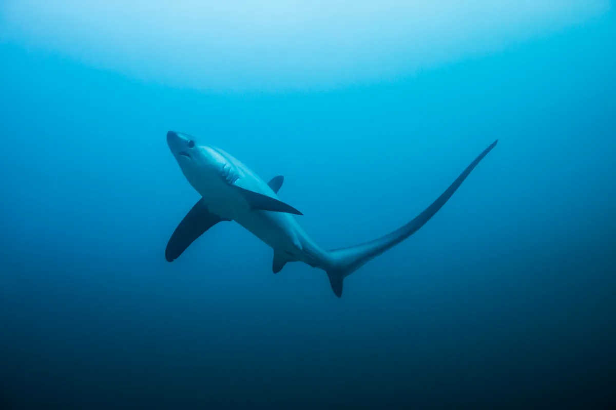 Thresher Shark from below with wide tail