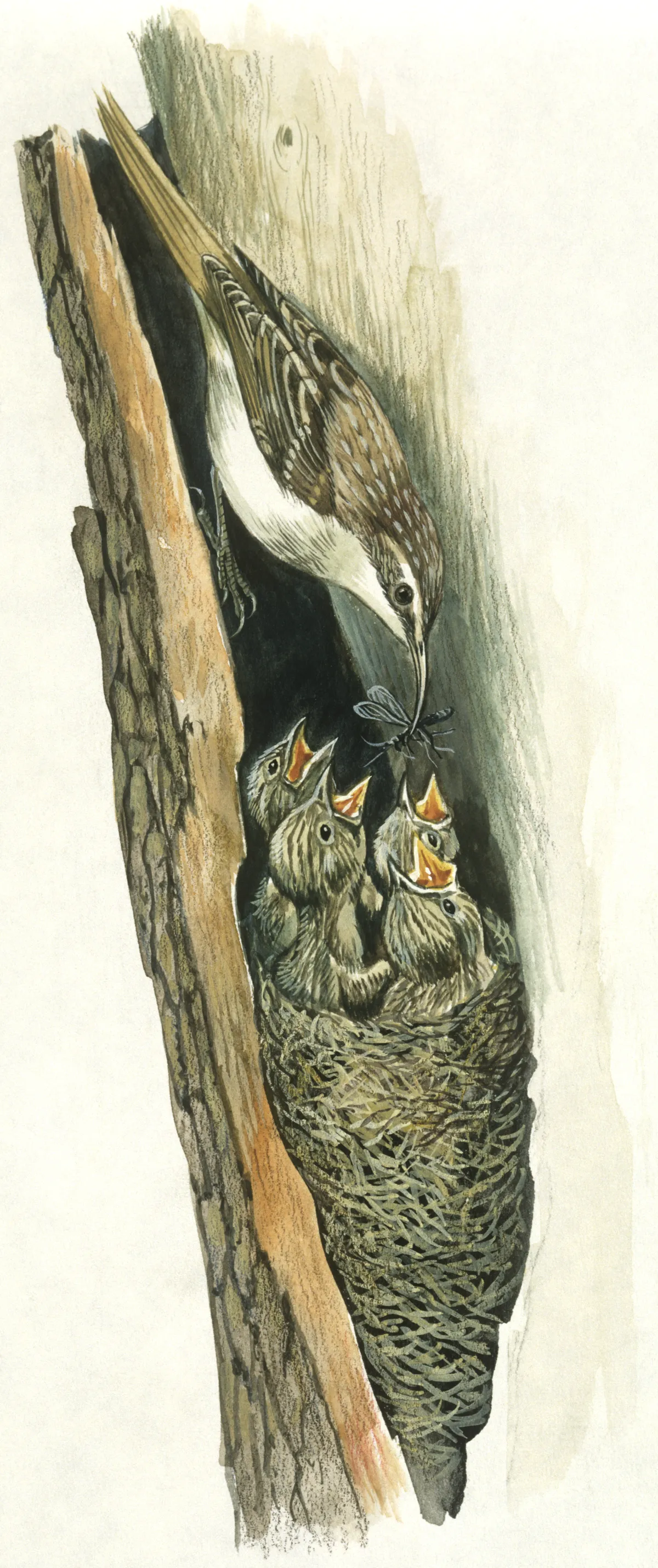 Illustration of a short-toed treecreeper nest