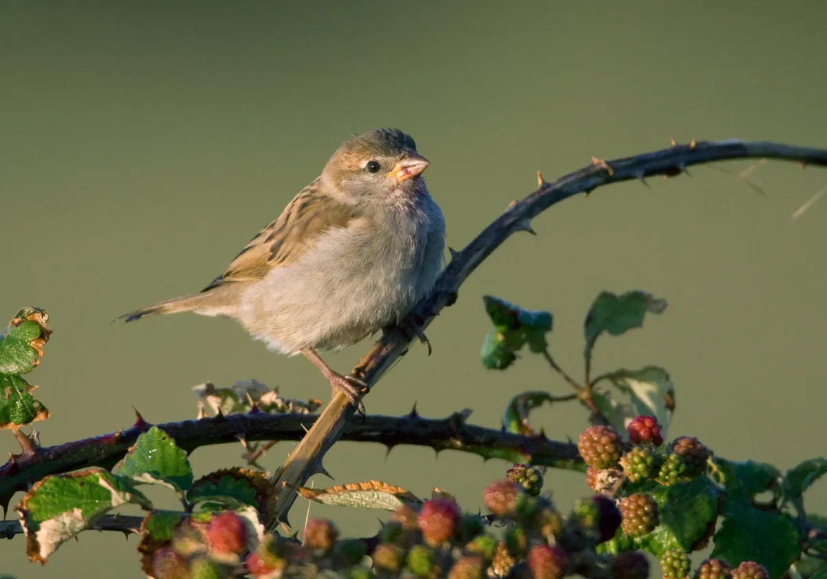 Female house sparrow. © Liz Cutting/BTO