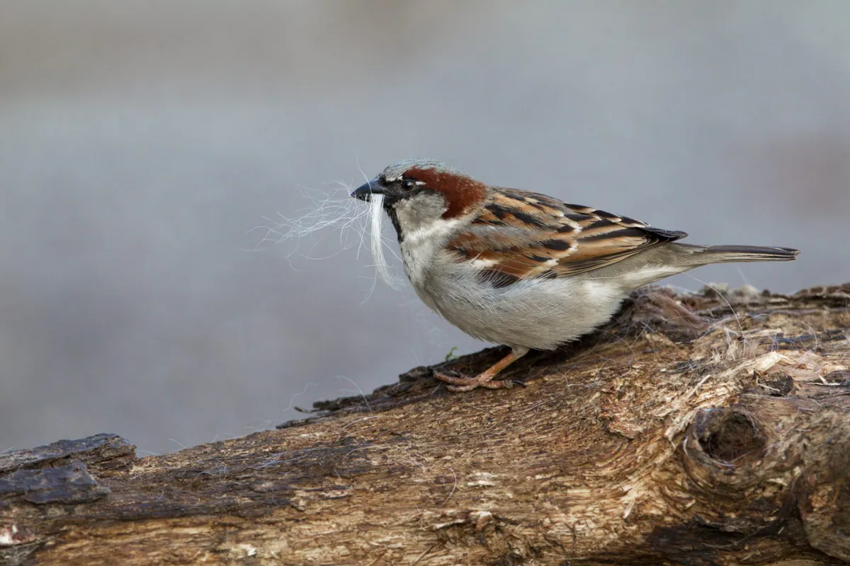 Male house sparrow. © Edmund Fellowes/BTO