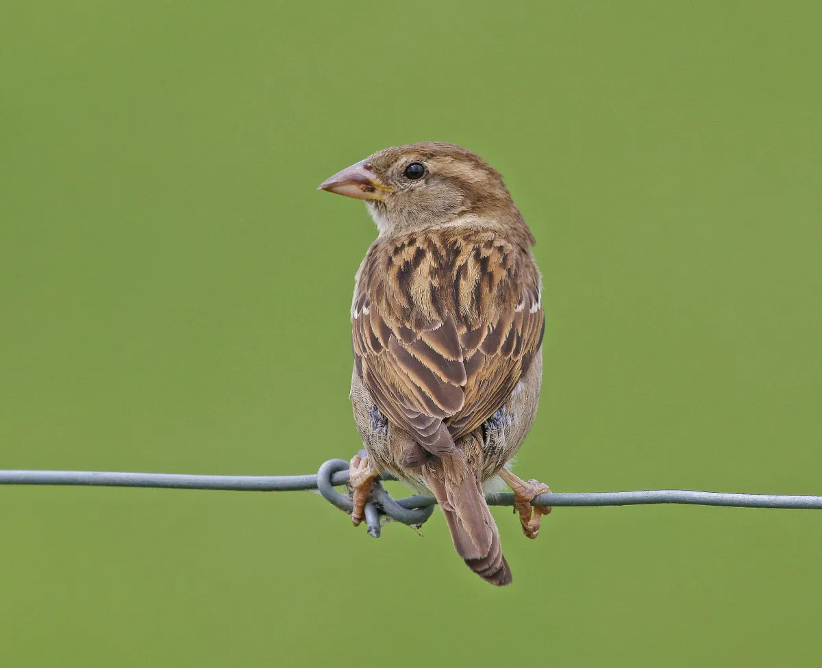 A female house sparrow perched on a wire fence. © Gary Chalker/Getty