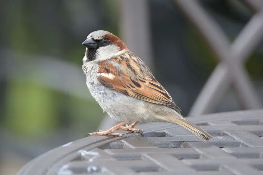 Male house sparrow. © Trevor Parsons