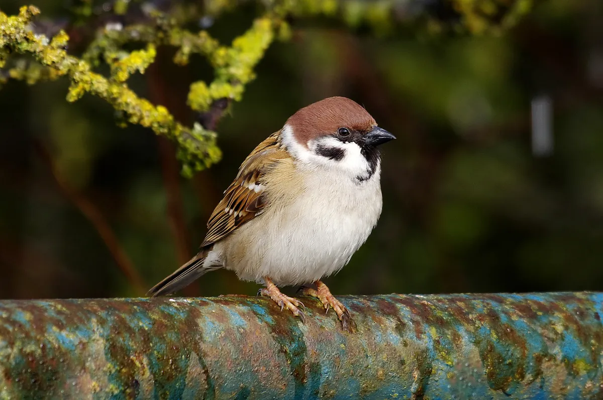 Tree sparrow. © Gary Chalker/Getty