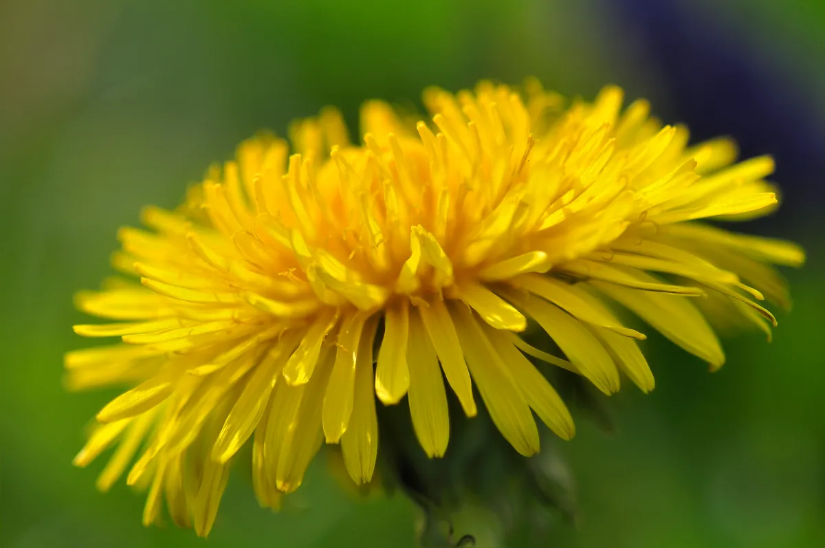 Although thought of as weeds by many, dandelions are an excellent food source for bees and other insects. © Colin Varndell/Getty