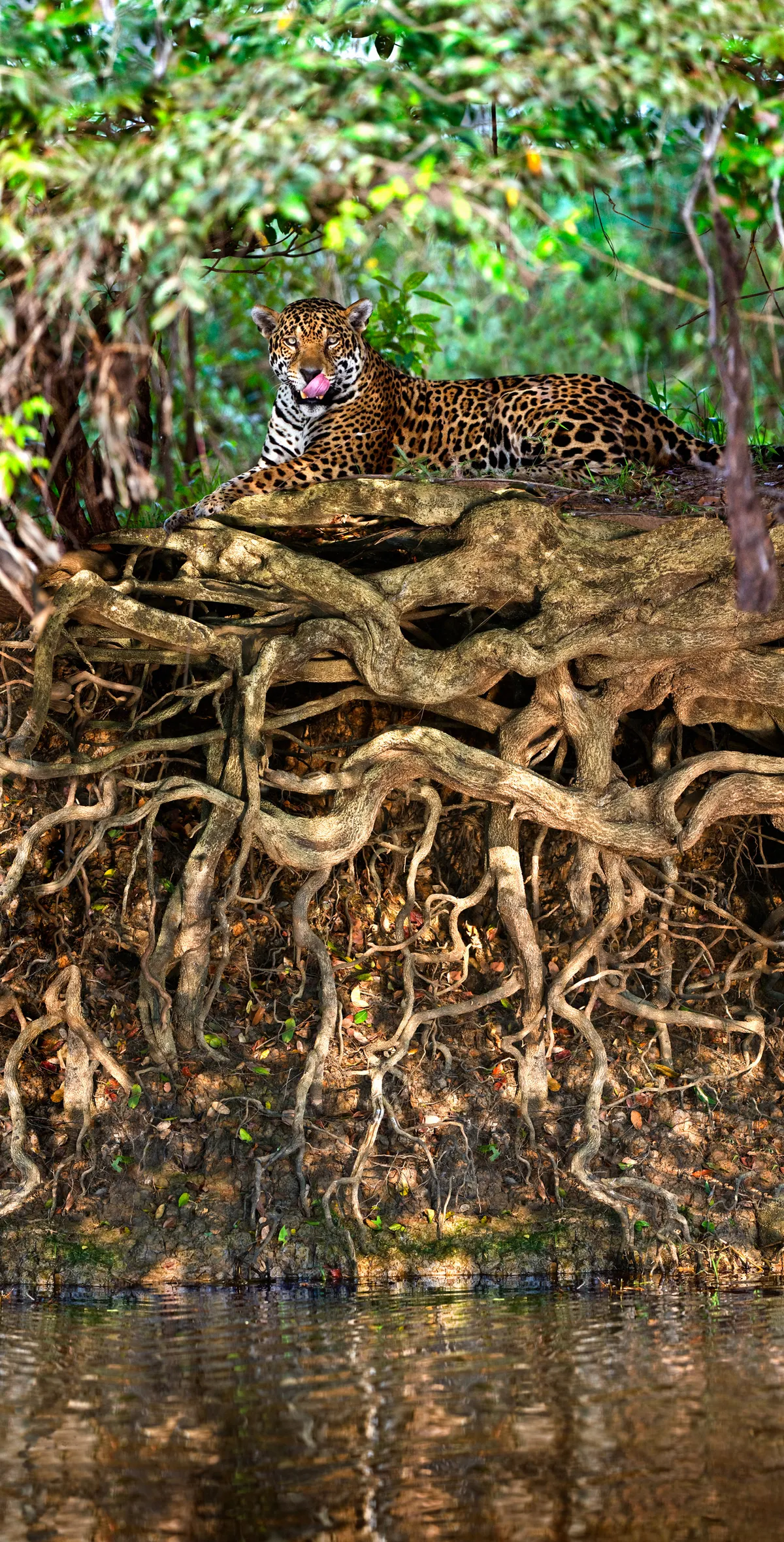 Jaguar (Panthera onca) resting at the riverside in the Pantanal, Brazil