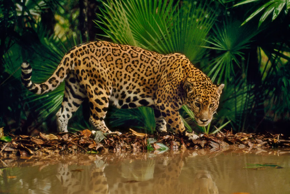 Jaguar at water hole (Panthera onca), Belize
