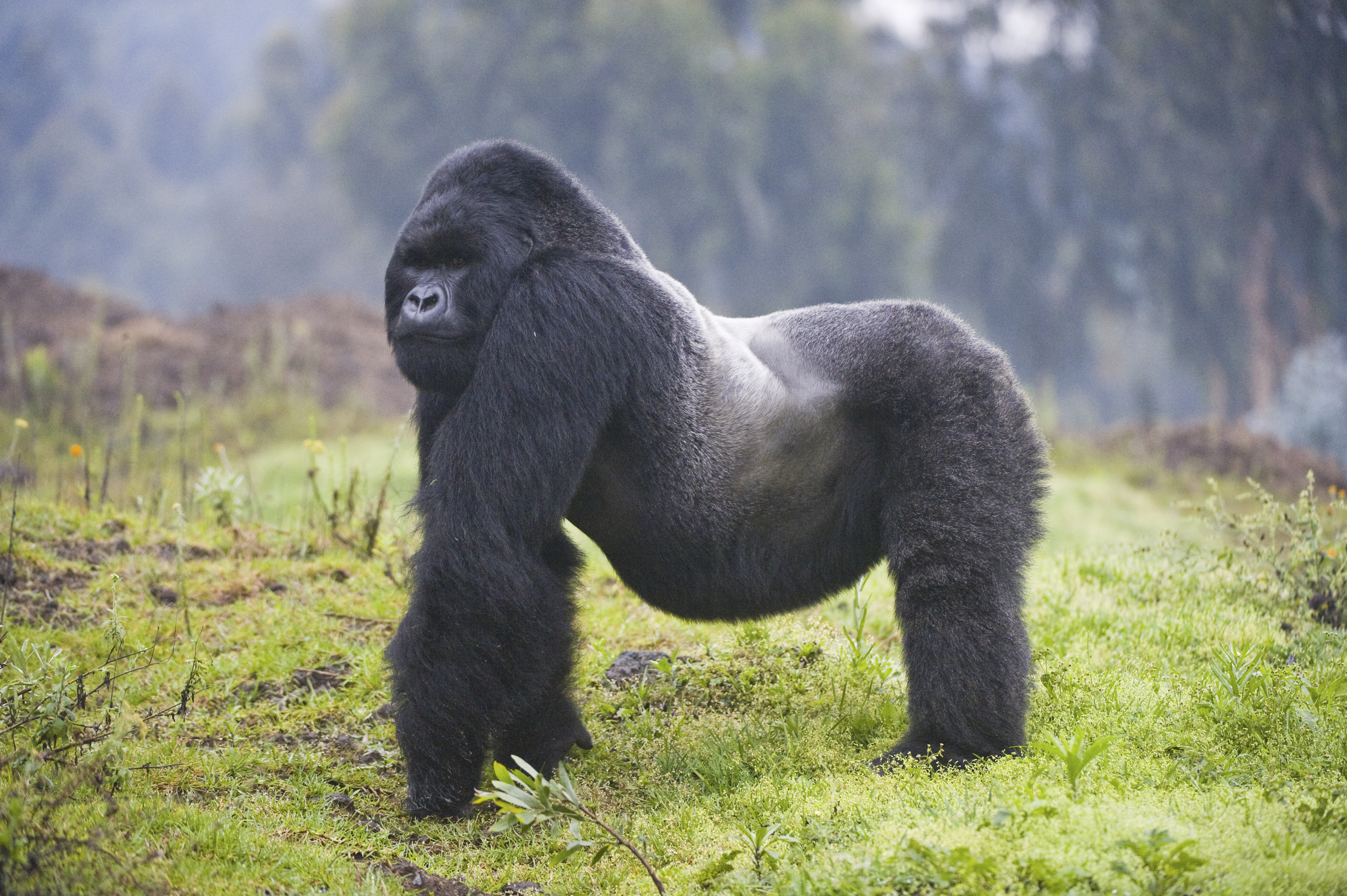 biggest silverback gorilla