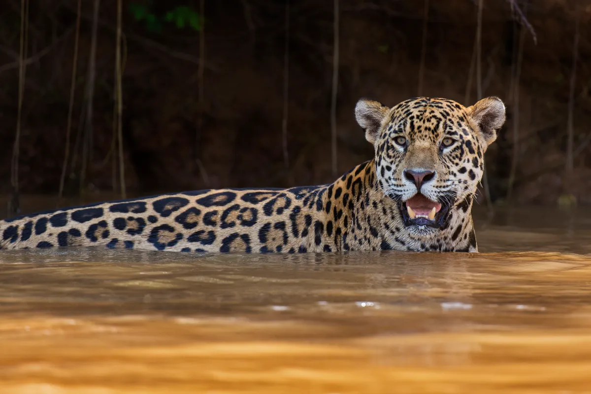 Jaguar in water, Pantanal, Brazil